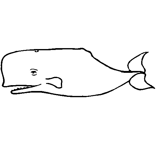 Раскраска: кит (Животные) #903 - Бесплатные раскраски для печати