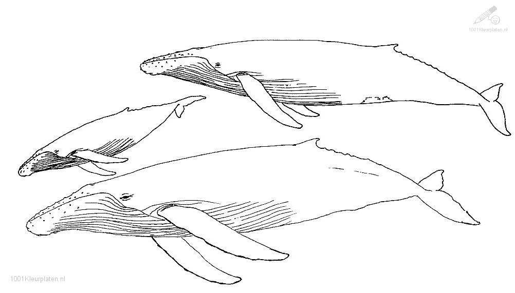Раскраска: кит (Животные) #921 - Бесплатные раскраски для печати