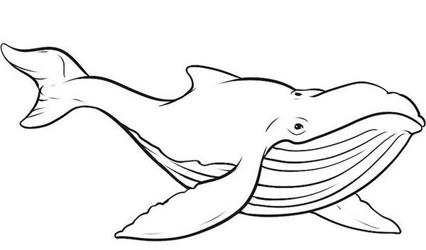 Раскраска: кит (Животные) #934 - Бесплатные раскраски для печати