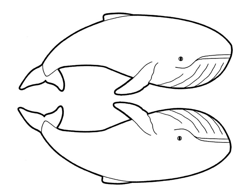 Раскраска: кит (Животные) #936 - Бесплатные раскраски для печати