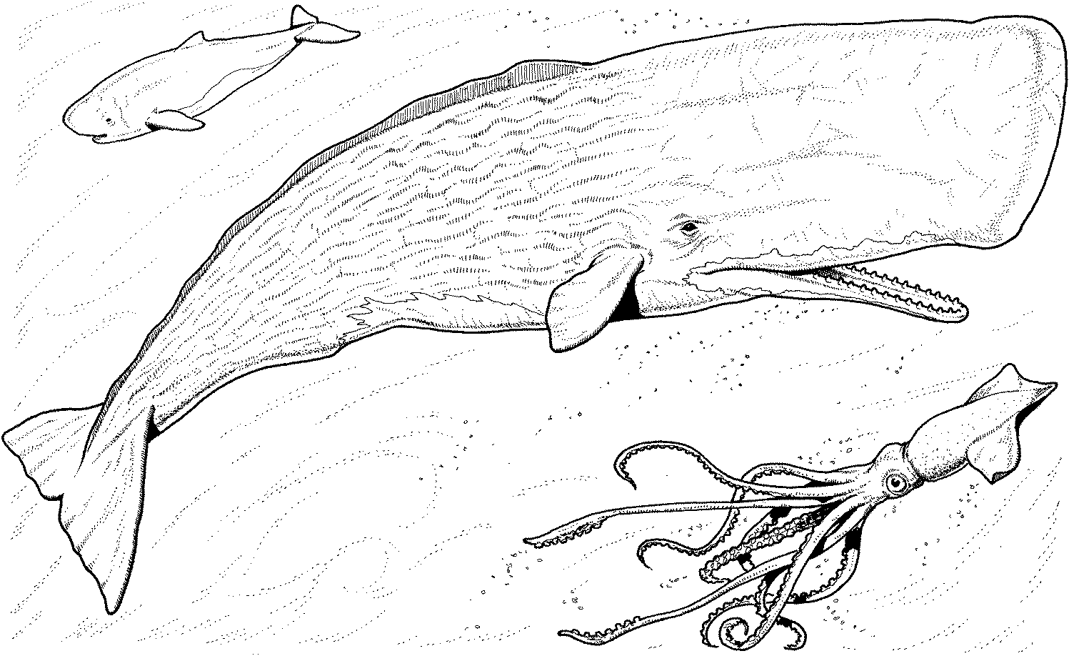 Раскраска: кит (Животные) #943 - Бесплатные раскраски для печати