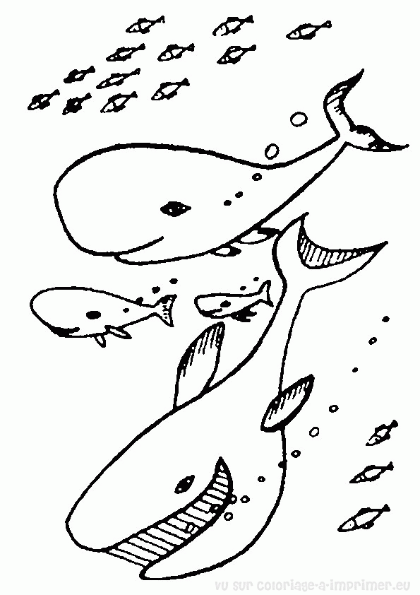 Раскраска: кит (Животные) #960 - Бесплатные раскраски для печати