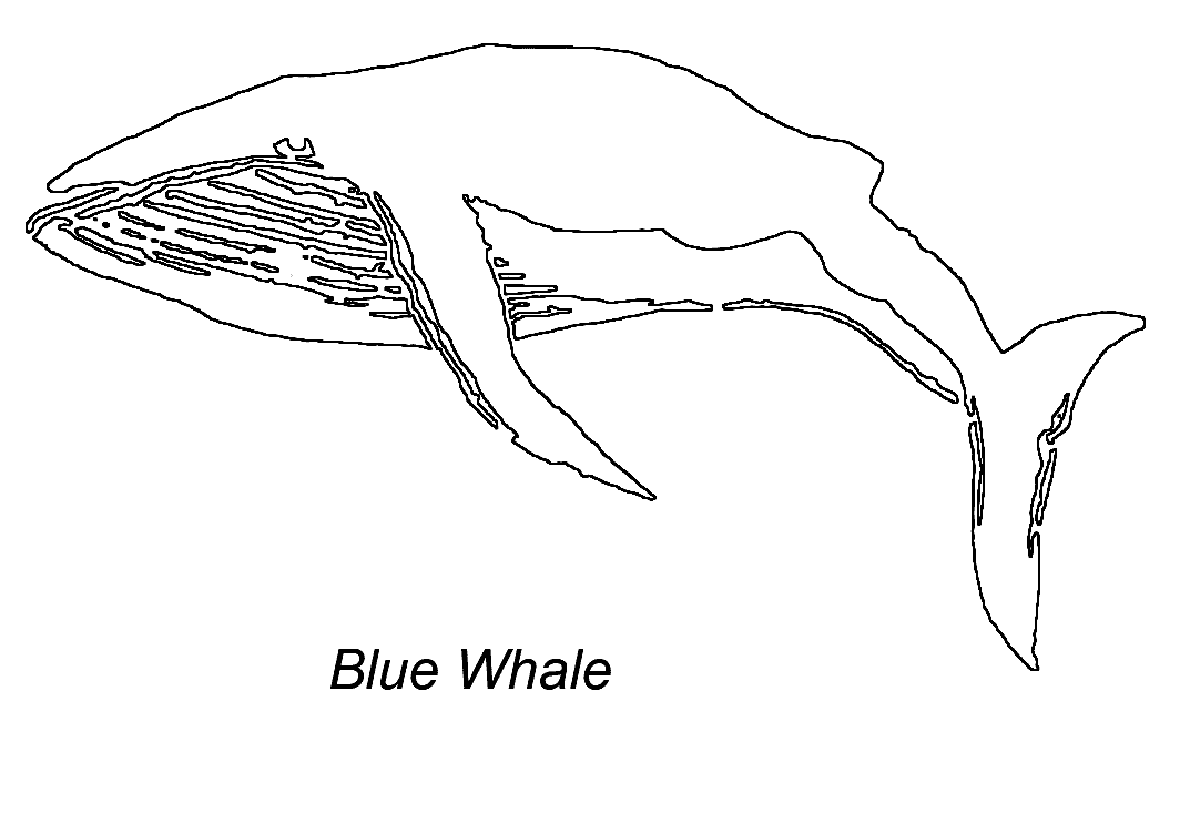 Раскраска: кит (Животные) #963 - Бесплатные раскраски для печати