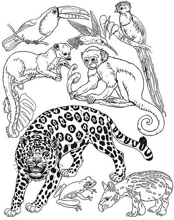 Раскраска: Дикие животные / джунгли (Животные) #21101 - Бесплатные раскраски для печати