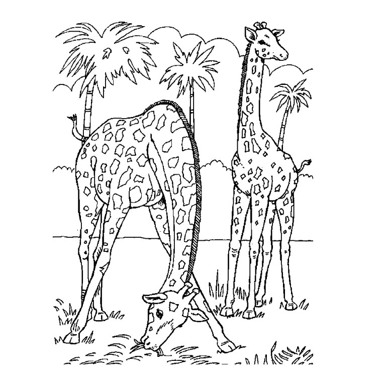 Раскраска: Дикие животные / джунгли (Животные) #21144 - Бесплатные раскраски для печати