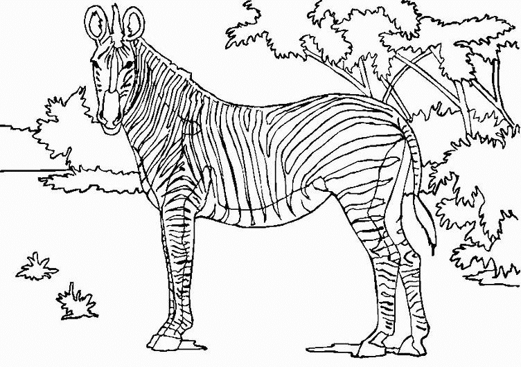 Раскраска: Дикие животные / джунгли (Животные) #21241 - Бесплатные раскраски для печати