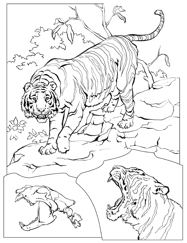 Раскраска: Дикие животные / джунгли (Животные) #21343 - Бесплатные раскраски для печати