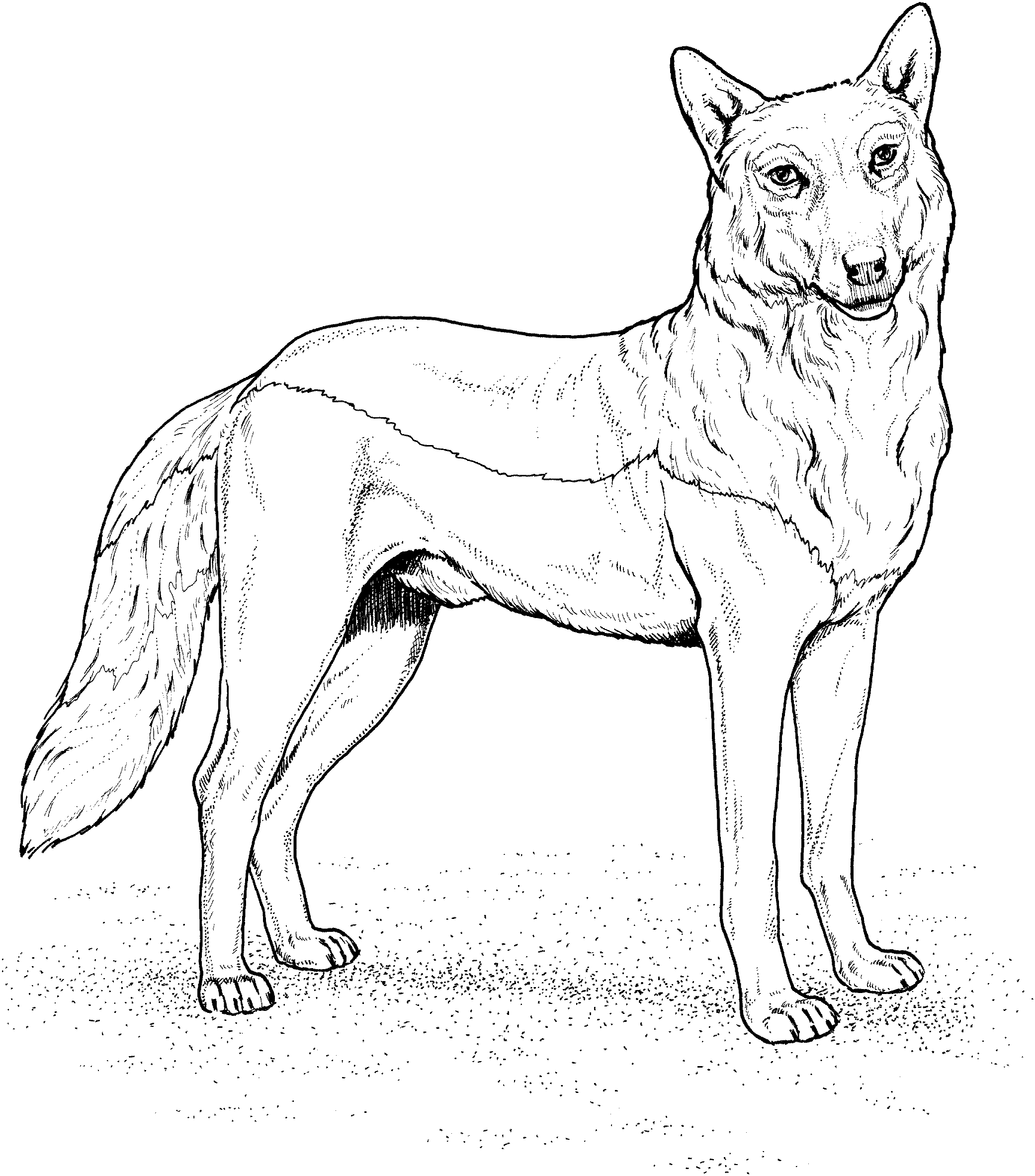 Раскраска: волк (Животные) #10443 - Бесплатные раскраски для печати