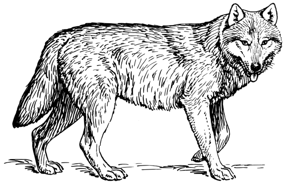 Раскраска: волк (Животные) #10444 - Бесплатные раскраски для печати