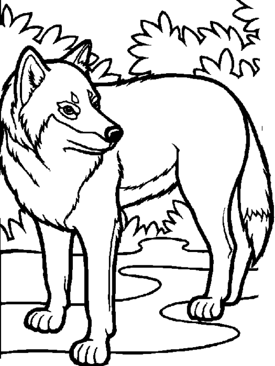 Раскраска: волк (Животные) #10448 - Бесплатные раскраски для печати