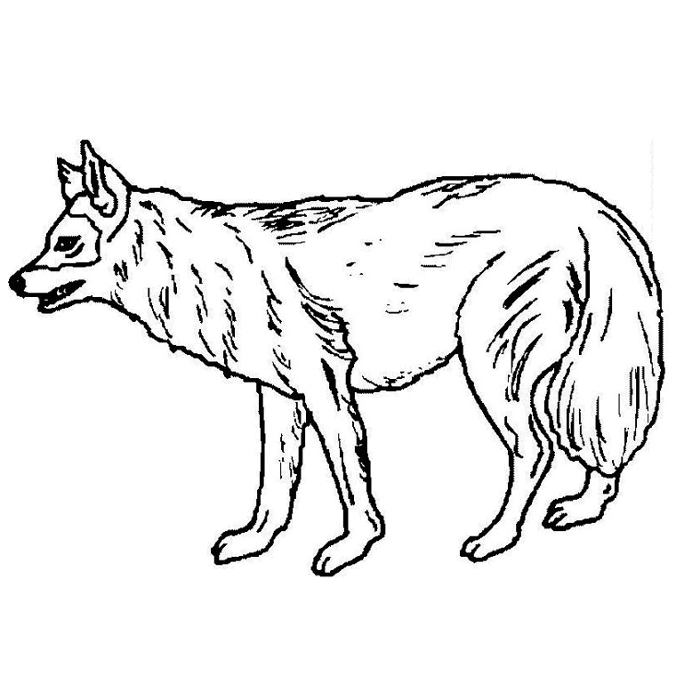 Раскраска: волк (Животные) #10461 - Бесплатные раскраски для печати