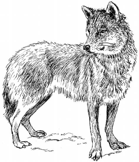 Раскраска: волк (Животные) #10473 - Бесплатные раскраски для печати