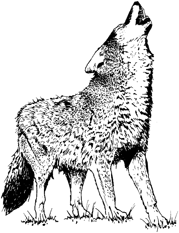 Раскраска: волк (Животные) #10483 - Бесплатные раскраски для печати
