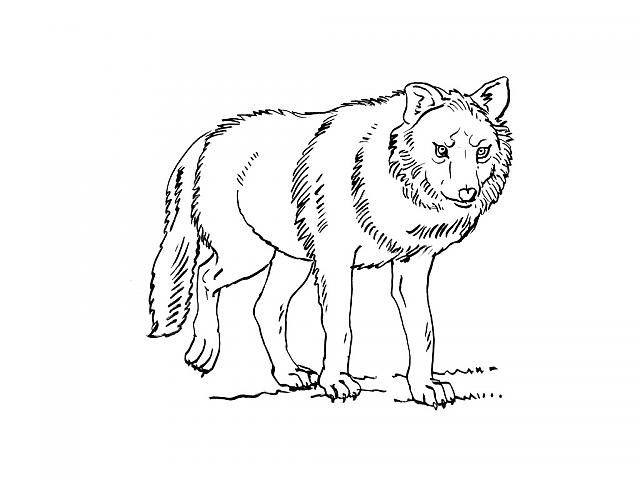 Раскраска: волк (Животные) #10501 - Бесплатные раскраски для печати