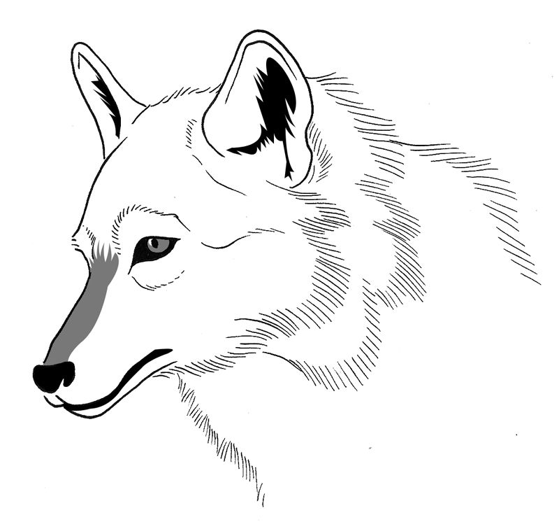 Раскраска: волк (Животные) #10528 - Бесплатные раскраски для печати