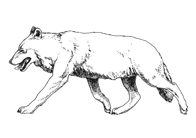 Раскраска: волк (Животные) #10530 - Бесплатные раскраски для печати