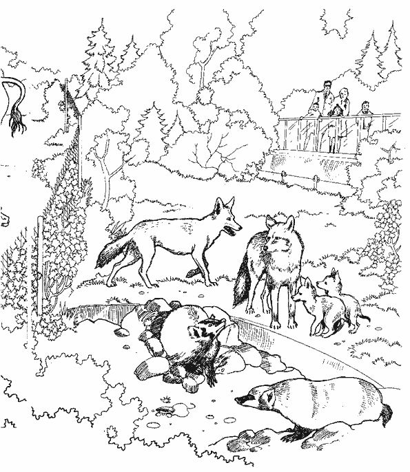 Раскраска: волк (Животные) #10540 - Бесплатные раскраски для печати