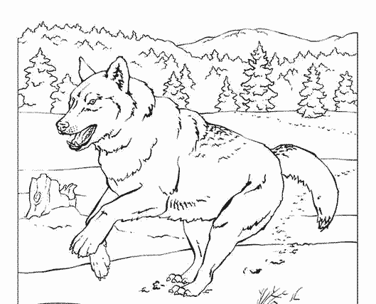 Раскраска: волк (Животные) #10543 - Бесплатные раскраски для печати