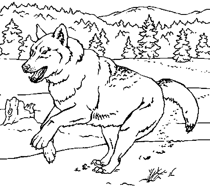 Раскраска: волк (Животные) #10555 - Бесплатные раскраски для печати