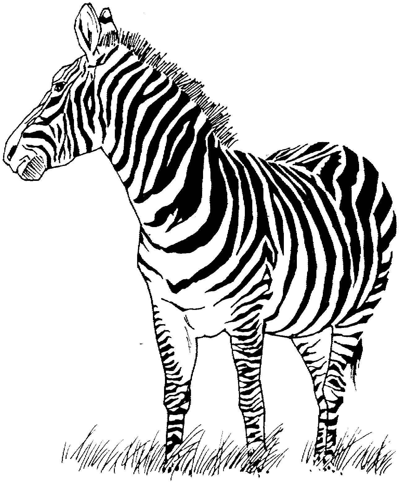 Раскраска: зебра (Животные) #12949 - Бесплатные раскраски для печати