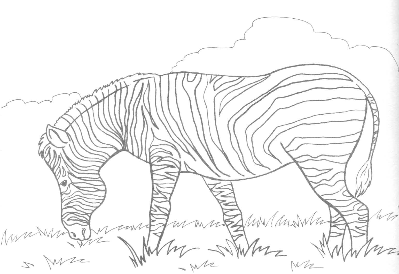 Раскраска: зебра (Животные) #12958 - Бесплатные раскраски для печати