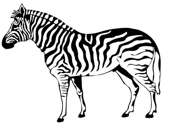 Раскраска: зебра (Животные) #12963 - Бесплатные раскраски для печати