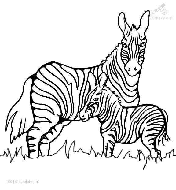 Раскраска: зебра (Животные) #13023 - Бесплатные раскраски для печати