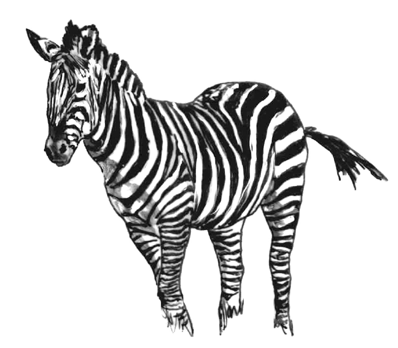 Раскраска: зебра (Животные) #13036 - Бесплатные раскраски для печати