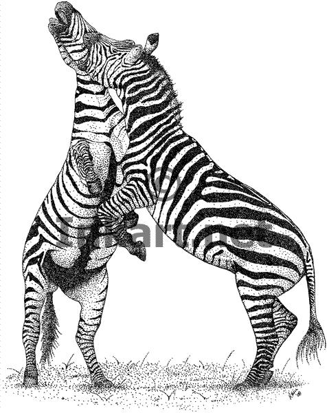 Раскраска: зебра (Животные) #13122 - Бесплатные раскраски для печати
