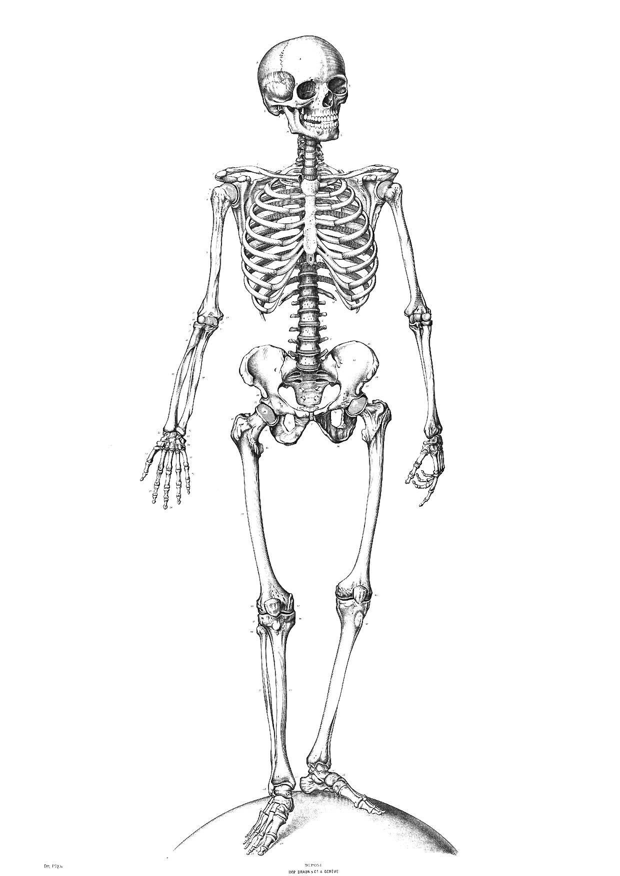 Раскраска: скелет (Персонажи) #147410 - Бесплатные раскраски для печати