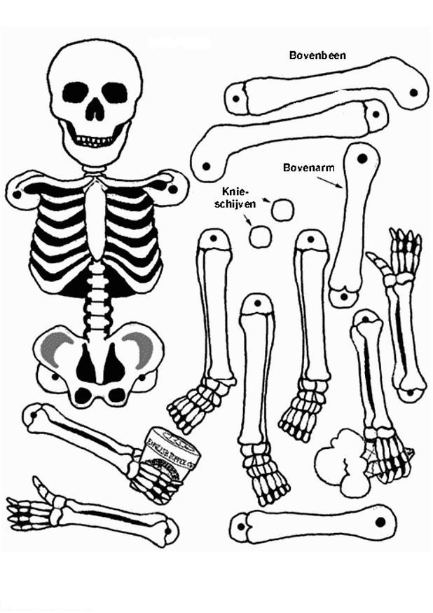 Раскраска: скелет (Персонажи) #147419 - Бесплатные раскраски для печати