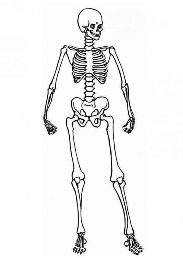 Раскраска: скелет (Персонажи) #147428 - Бесплатные раскраски для печати