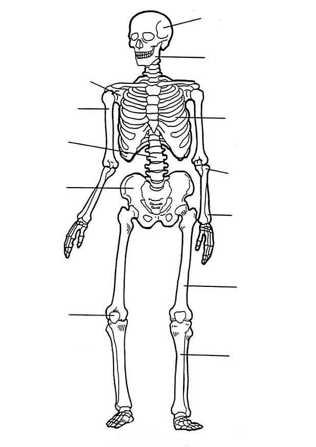 Раскраска: скелет (Персонажи) #147522 - Бесплатные раскраски для печати