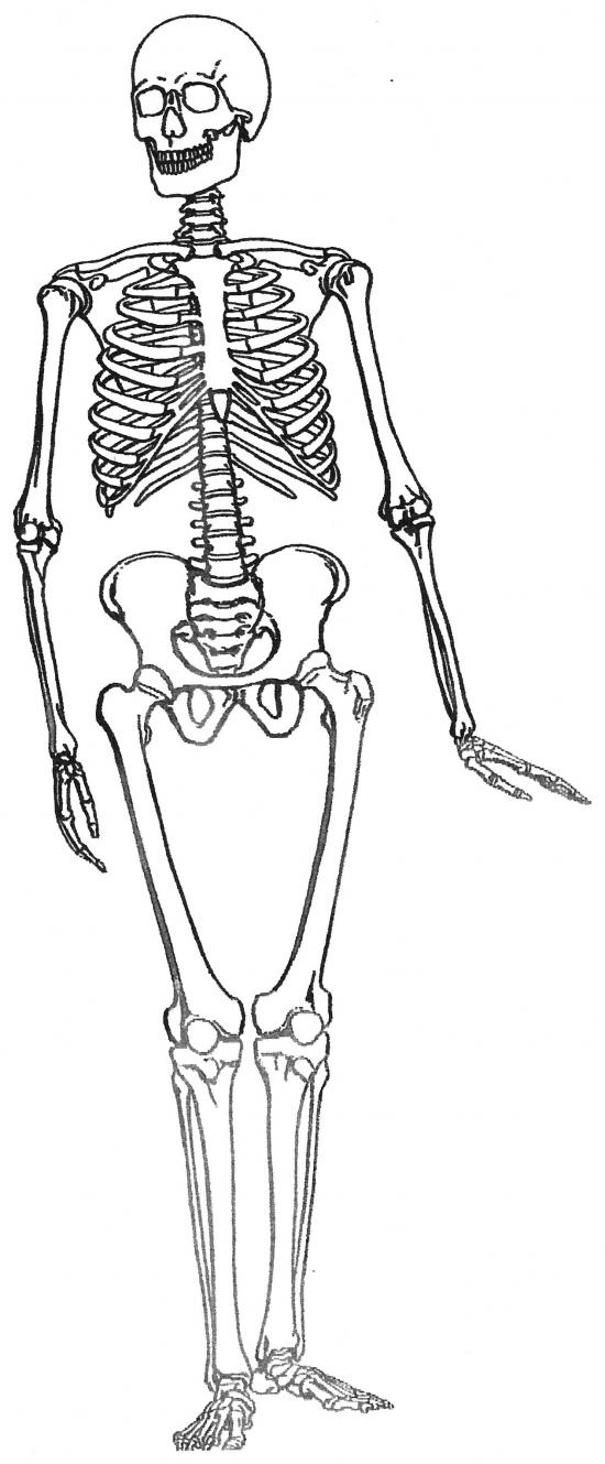 Раскраска: скелет (Персонажи) #147528 - Бесплатные раскраски для печати