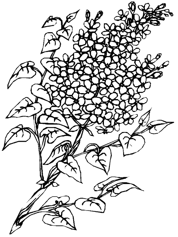 Раскраска: Букет цветов (природа) #160995 - Бесплатные раскраски для печати