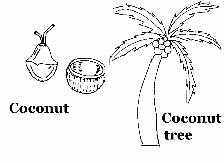Раскраска: кокосовый (природа) #162365 - Бесплатные раскраски для печати