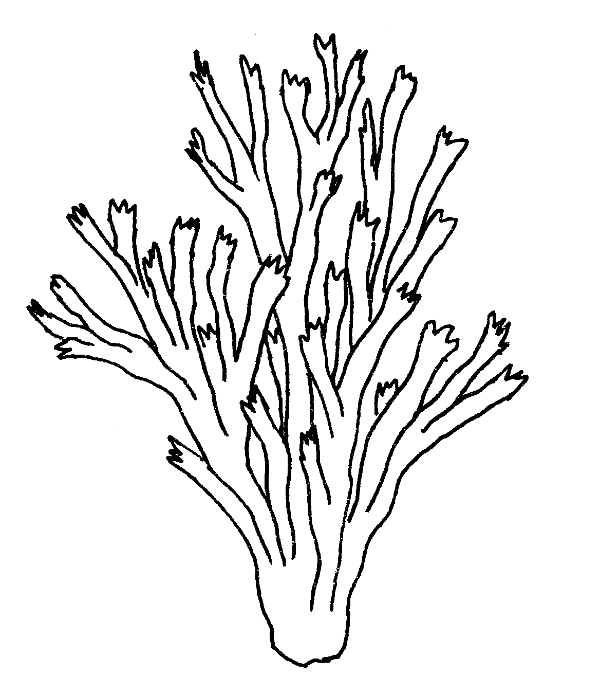 Раскраска: коралловый (природа) #162888 - Бесплатные раскраски для печати