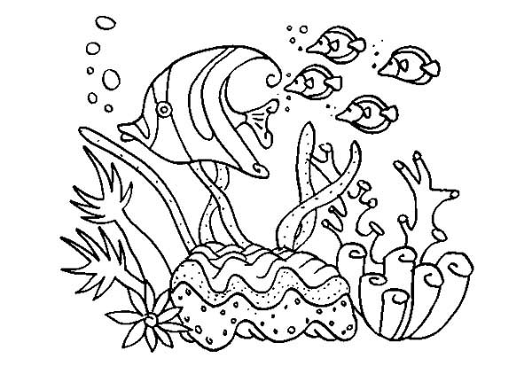 Раскраска: коралловый (природа) #162895 - Бесплатные раскраски для печати