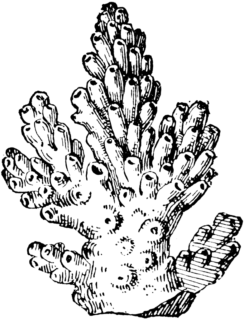 Раскраска: коралловый (природа) #162896 - Бесплатные раскраски для печати