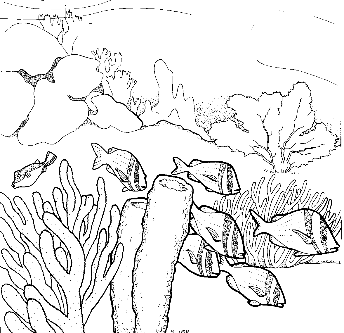 Раскраска: коралловый (природа) #162958 - Бесплатные раскраски для печати
