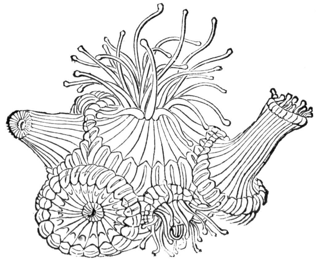 Раскраска: коралловый (природа) #162964 - Бесплатные раскраски для печати