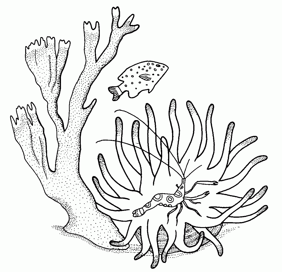 Раскраска: коралловый (природа) #163008 - Бесплатные раскраски для печати