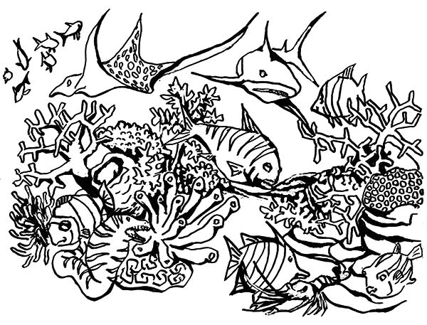 Раскраска: коралловый (природа) #163066 - Бесплатные раскраски для печати