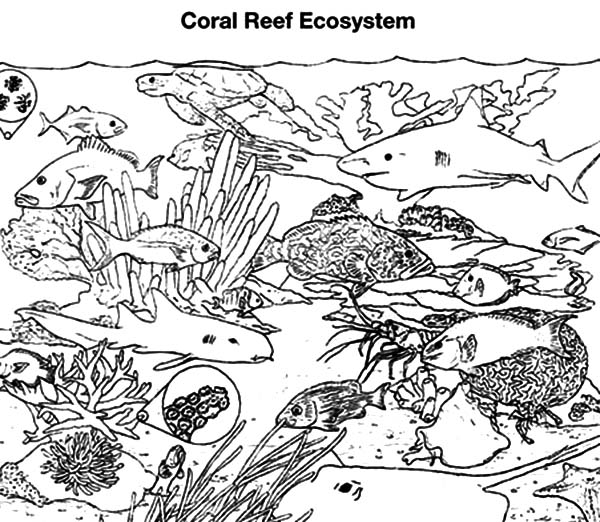 Раскраска: коралловый (природа) #163088 - Бесплатные раскраски для печати