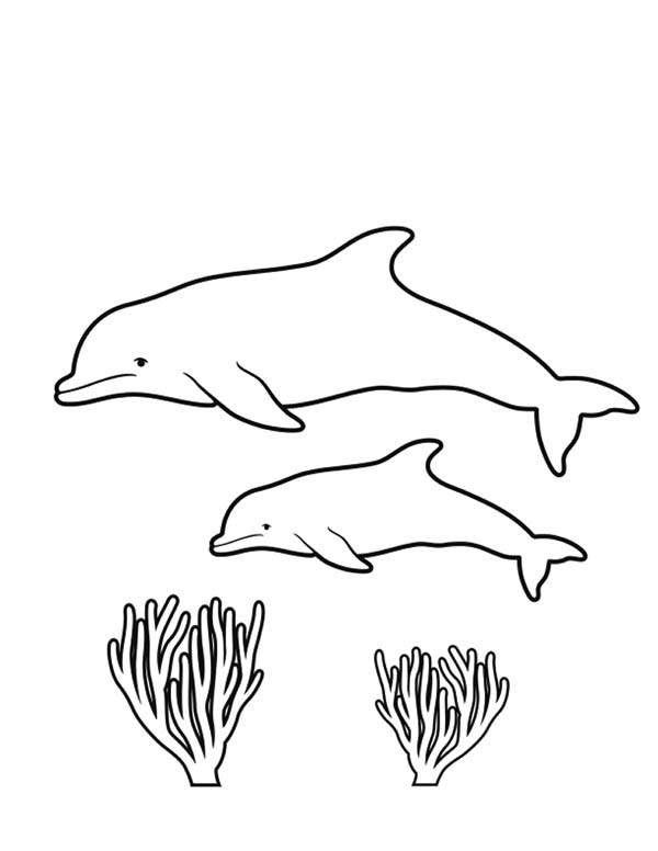 Раскраска: коралловый (природа) #163092 - Бесплатные раскраски для печати