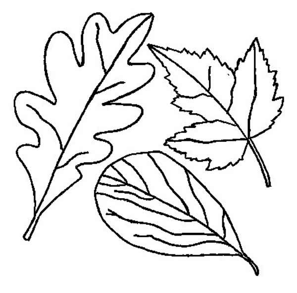 Раскраска: Осенний сезон (природа) #164295 - Бесплатные раскраски для печати