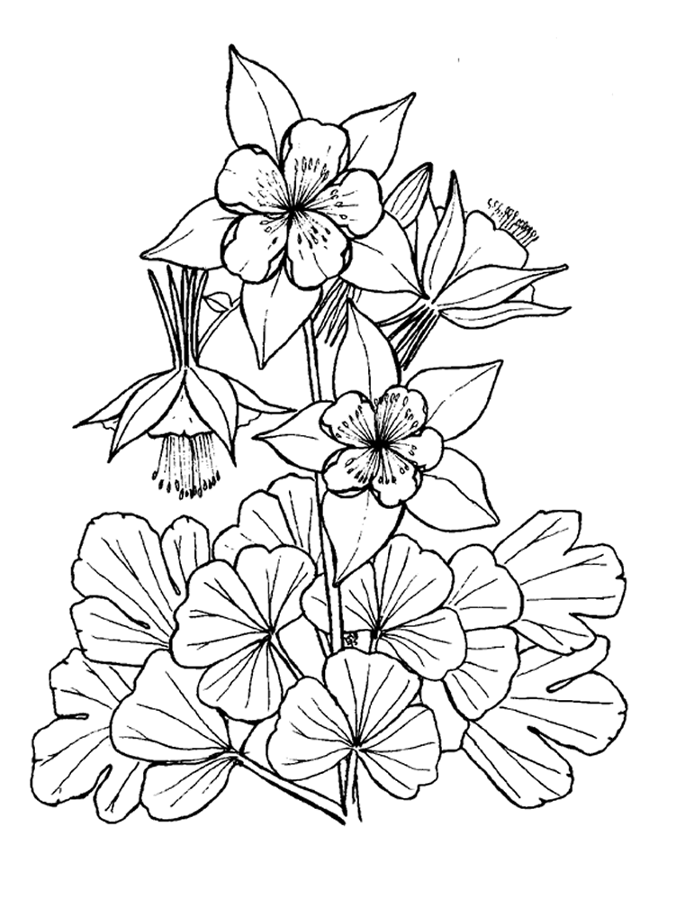 Раскраска: цветы (природа) #155144 - Бесплатные раскраски для печати