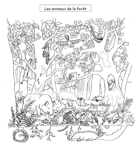 Раскраска: лес (природа) #157010 - Бесплатные раскраски для печати