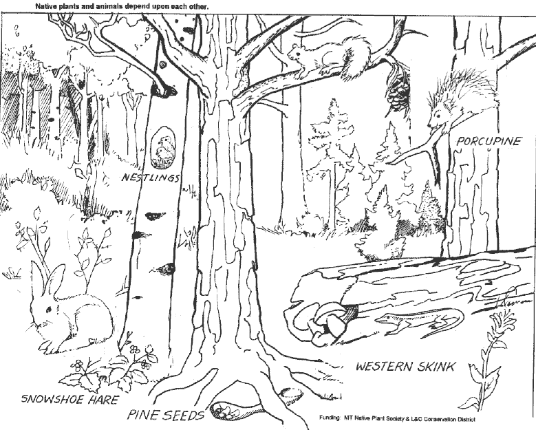 Раскраска: лес (природа) #157021 - Бесплатные раскраски для печати