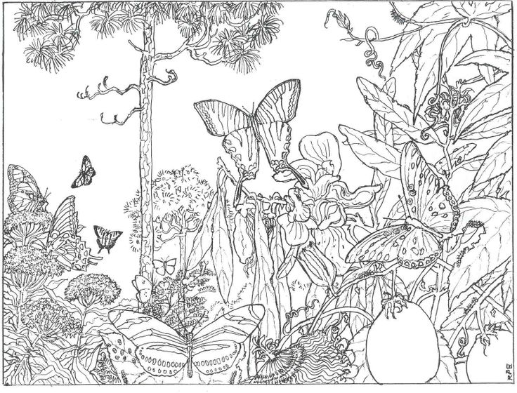Раскраска: лес (природа) #157026 - Бесплатные раскраски для печати